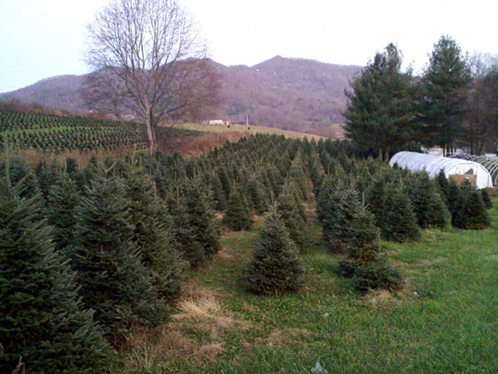 Rows of Fraser firs growing on a mountain hillside at the WNC Landscaping Christmas tree farm in Haywood County, NC