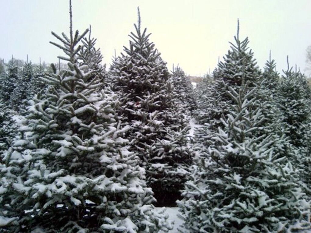 Snow-covered Fraser fir Christmas trees for sale in Waynesville NC