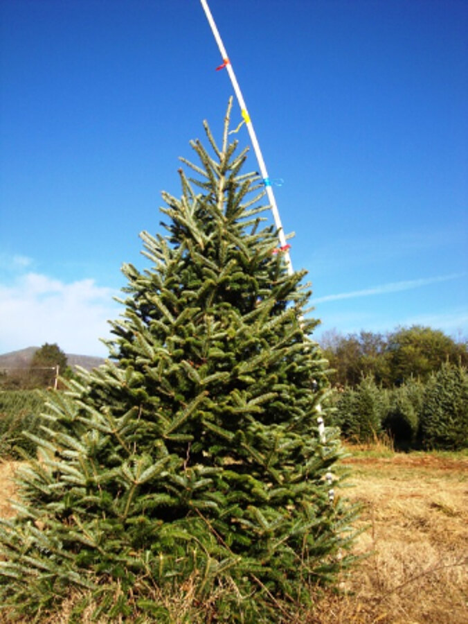 Measuring the height of a Fraser fir Christmas tree in the field, NC