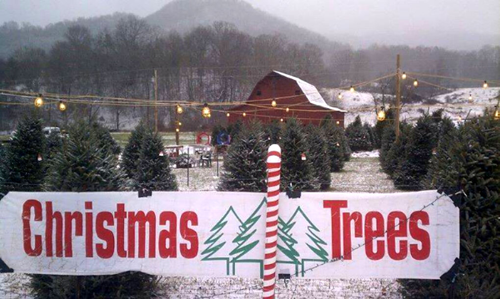 Hand-painted Christmas Trees banner at the snowy lot entrance on Jonathan Creek Road with the red barn behind, Waynesville NC